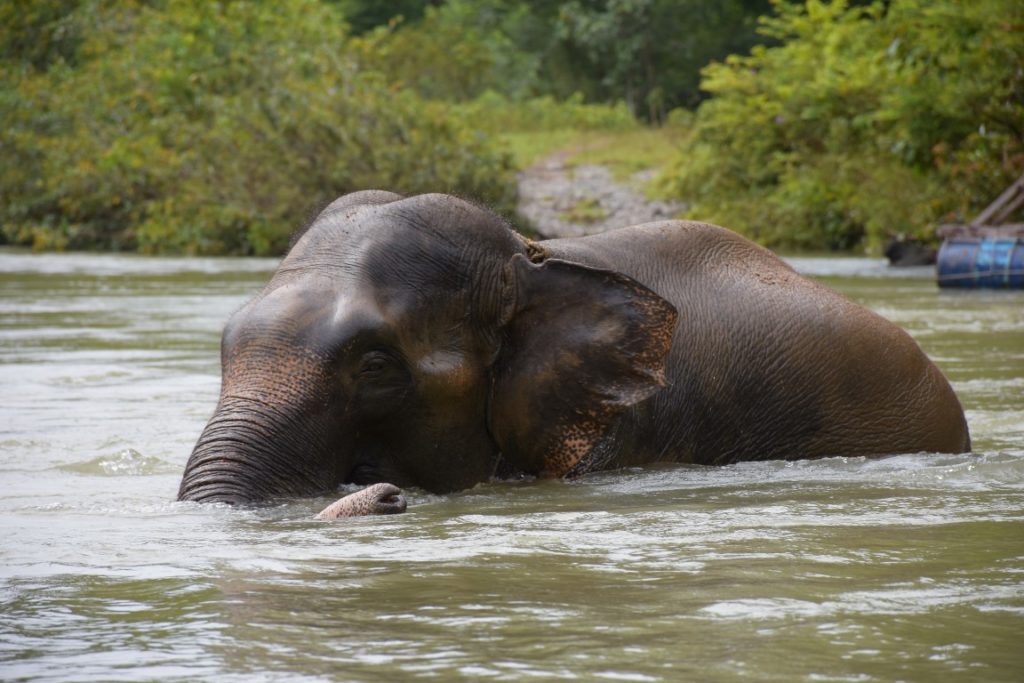Kayuh Sumatera Memperjuangkan Habitat Gajah dengan Bersepeda dari
