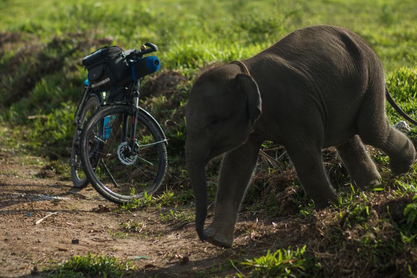Kayuh Sumatera Memperjuangkan Habitat Gajah