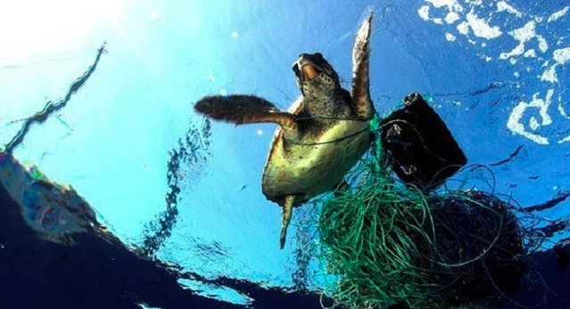 Selamatkan Karang Pulau Weh dari Sampah Plastik Lewat Birthday Fundraisin