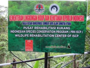 Selamatkan Kukang Sumatera bersama ISCP