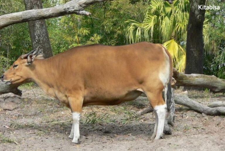 Berikut Jenis Sapi Qurban yang Bisa Kamu Pilih | Kitabisa.com