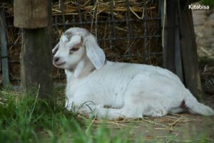 Apakah Kambing Qurban Harus Jantan?