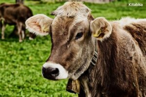 Harga Sapi Qurban 2019 Jelang Idul Adha