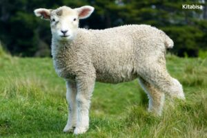 Qurban dengan Kambing atau Domba?