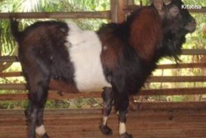 Bingung Pilih Kambing Qurban? Ini Jenis dan Harga Kambing Buat Qurban