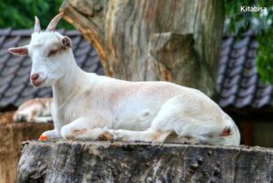 Penjelasan Hadits Qurban untuk Satu Keluarga