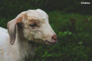 Ketentuan dan Syarat-Syarat Hewan Qurban