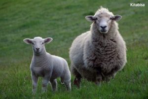 Qurban dengan Kambing atau Domba?