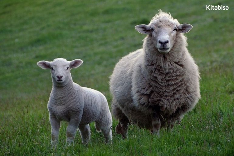 Qurban dengan Kambing atau Domba?