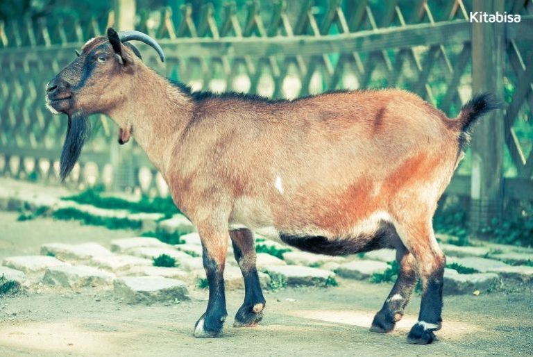 Laksanakan Qurban dengan Mudah di Kitabisa!