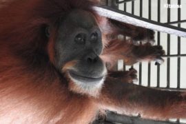 Kabar dari Hope, Orangutan yang Diserang 74 Butir Peluru