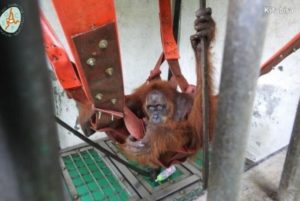 Kabar dari Hope, Orangutan yang Diserang 74 Butir Peluru