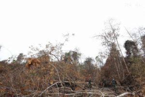 kebakaran hutan sumatera dan kalimantan