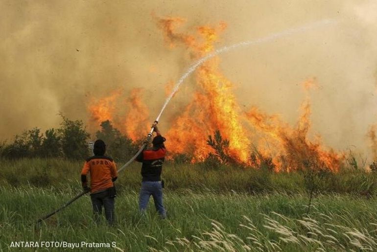 49++ Hewan korban kebakaran hutan kalimantan new