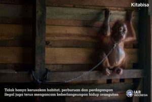 orangutan langka