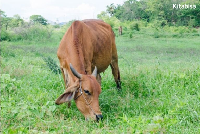 5 Jenis Sapi Qurban dan Harganya di Indonesia | Kitabisa.com