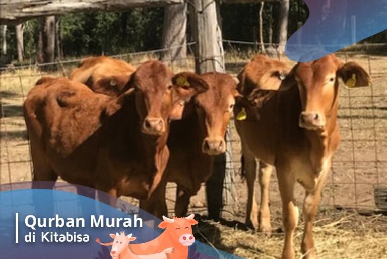 Daftar Harga Sapi Qurban Terbaru | Kitabisa.com