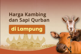 Harga Kambing dan Sapi Qurban di Lampung